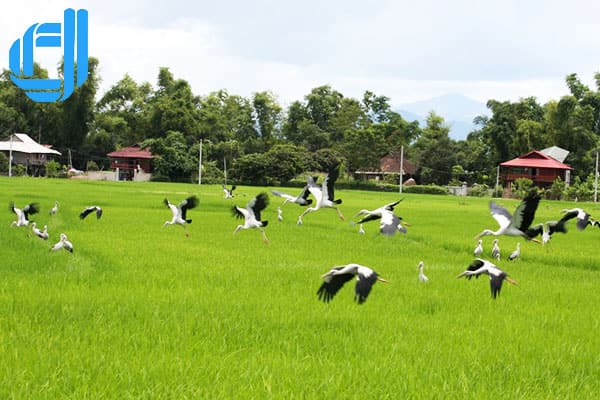 gạo mường thanh điện biên