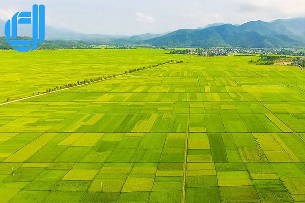 cánh đồng mường thanh du lịch điện biên