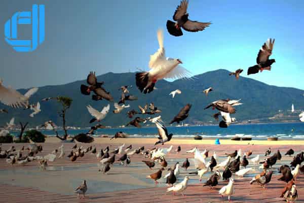 kinh nghiệm du lịch bãi biển mỹ khê nên đọc qua