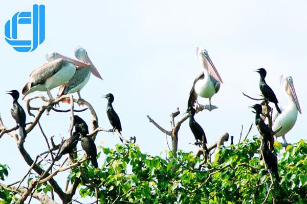 sân chim bạc liêu nơi trải nghiệm tuyệt vời