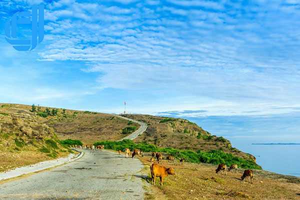 Tour Sài Gòn Đà Nẵng đảo Lý Sơn 3 ngày 2 đêm bằng máy bay-D BLUE Travel & Team bonding