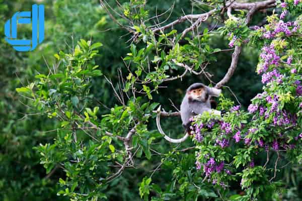 tour du lịch từ tphcm đi đà nẵng tham quan sơn trà